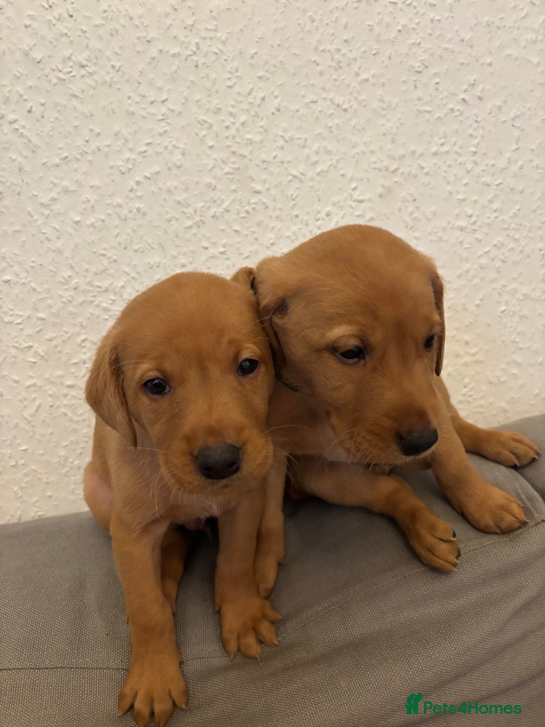 Labrador Retriever dogs for sale: 7 beautiful red fox Labrador puppies for sale.  - Image 13