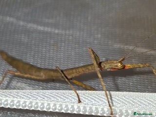 Cockroaches invertebrates - Advert 6
