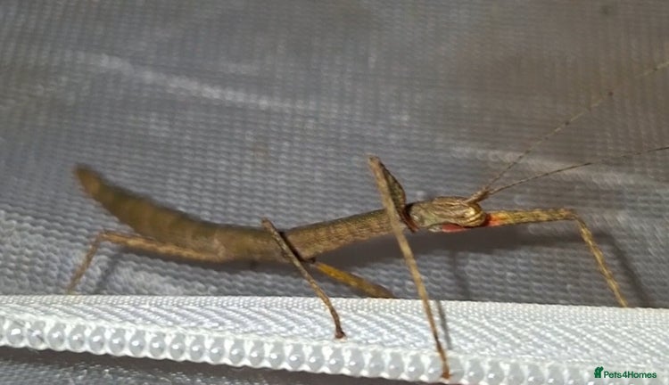 Cockroaches invertebrates - Advert 6