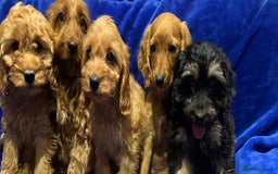 Cockapoo dogs for sale: Cockapoo - Image 7