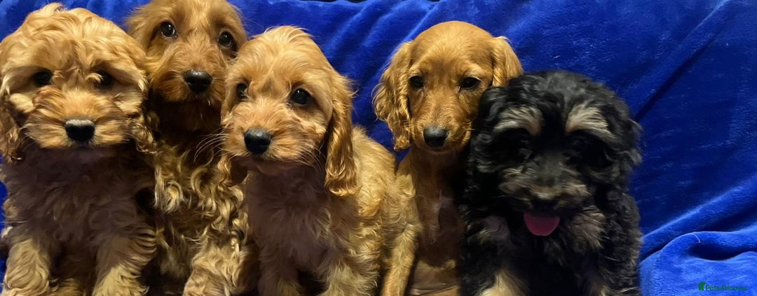 Cockapoo dogs for sale: Cockapoo - Image 7