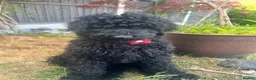 Standard Poodle dogs for sale: Standard poodle pups for sale  in Basildon - Advert 3