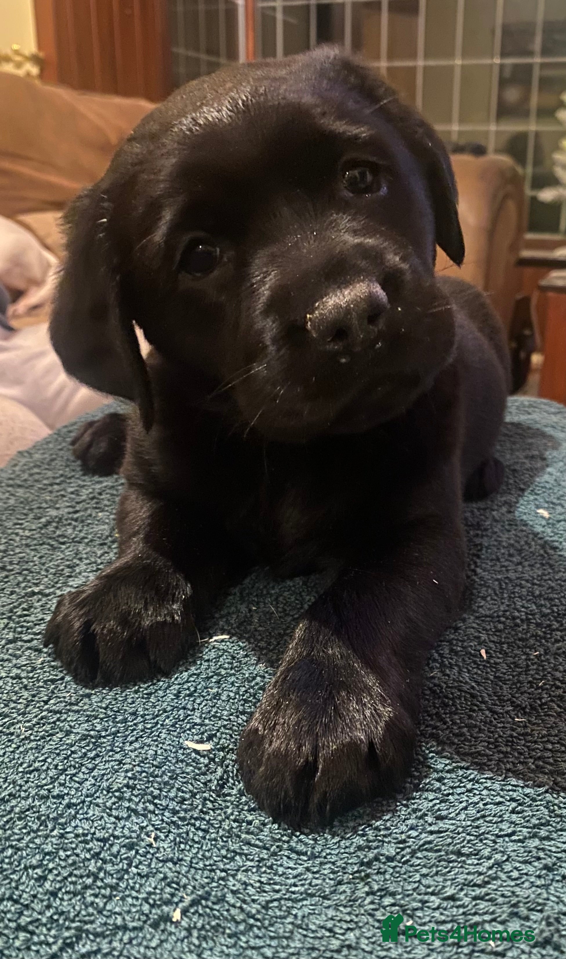 Labrador Retriever dogs Quality Black and chocolate show type puppies  - Advert 3