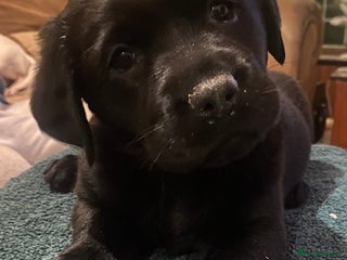 Labrador Retriever dogs Quality Black and chocolate show type puppies - Advert 14