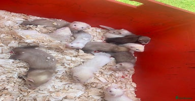 Ferret rodents - Advert 14