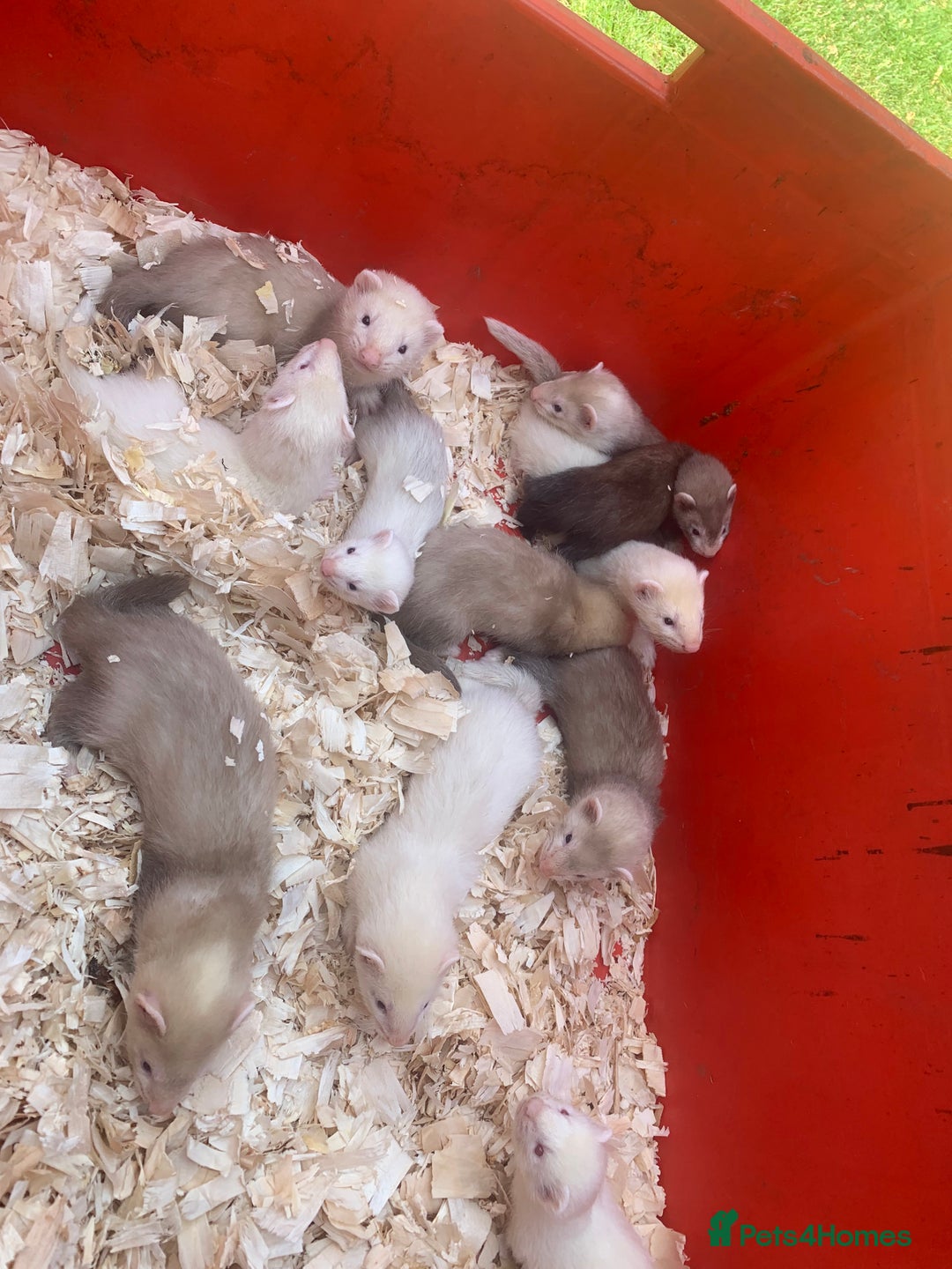 Ferret rodents for sale: Micro and small ferrets - Image 2