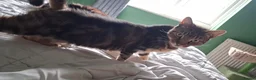 Mixed Breed cats for sale: Meet Kali! in Rotherham - Advert 2
