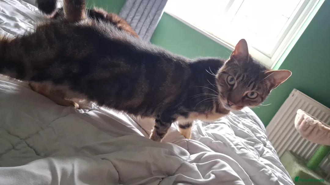 Mixed Breed cats for sale: Meet Kali! in Rotherham - Advert 2