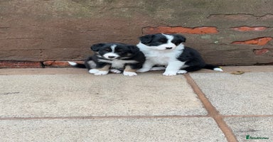 Border Collie dogs - Advert 7