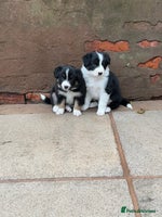 Border Collie dogs - Advert 7