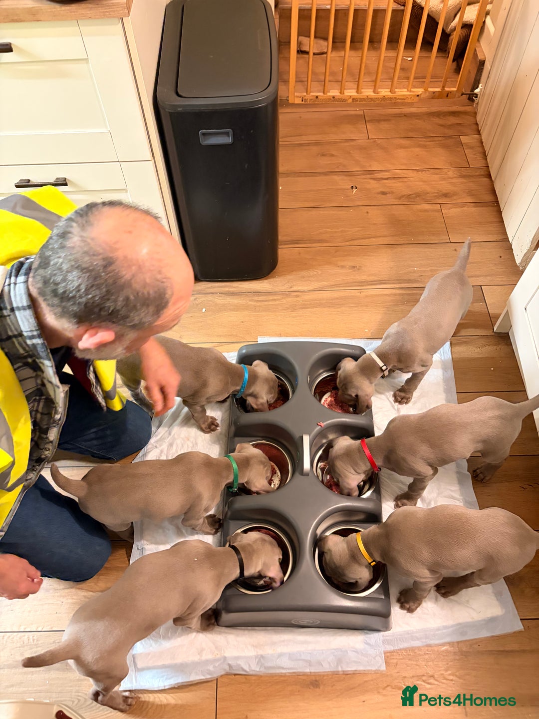 Weimaraner dogs for sale: 1 boy unexpectedly available from a super litter - Image 2