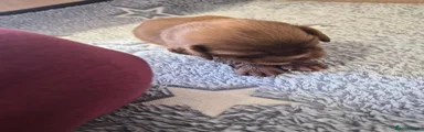Cocker Spaniel 6