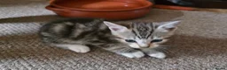 Mixed Breed cats for sale: Beautiful Bengal Cross Tabby Kittens  - Advert 2