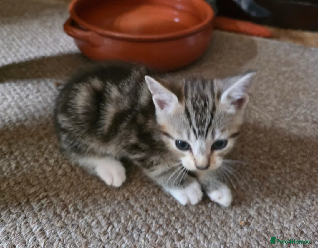 Mixed Breed cats for sale: Beautiful Bengal Cross Tabby Kittens  - Advert 2