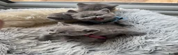 British Shorthair cats for sale: Stunning British Shorthair Blue Kittens Ready  - Advert 5