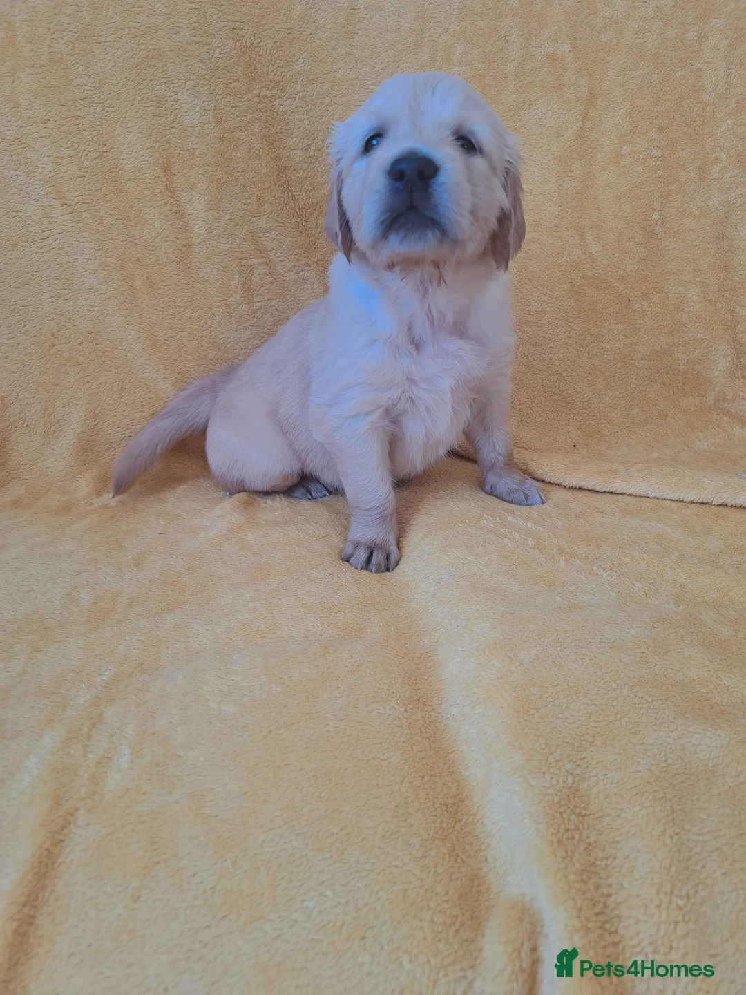 Golden Retriever dogs for sale: The incredible five! - Advert 7