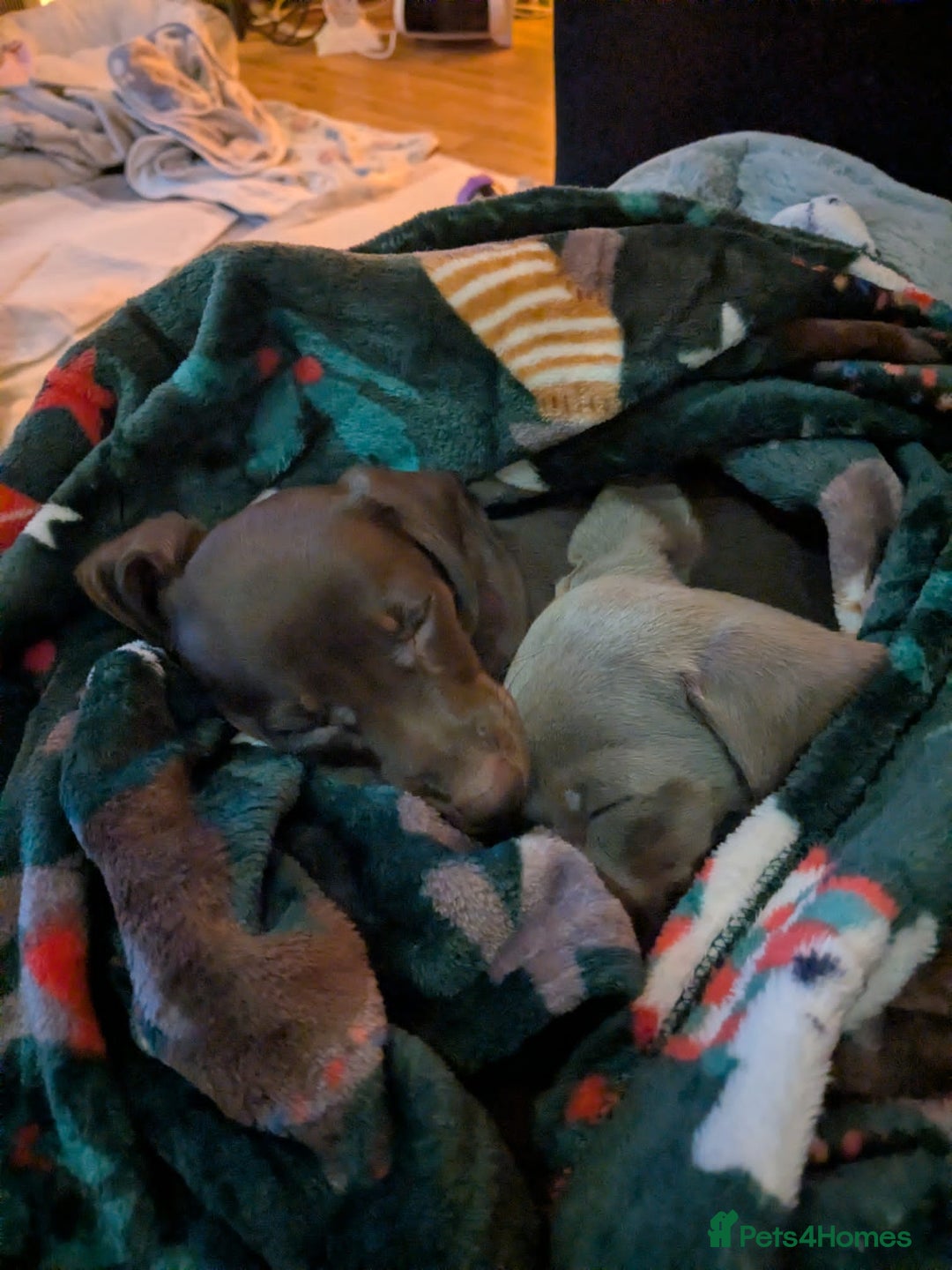 Dachshund dogs for sale: Beautiful dachshund puppys - Advert 4