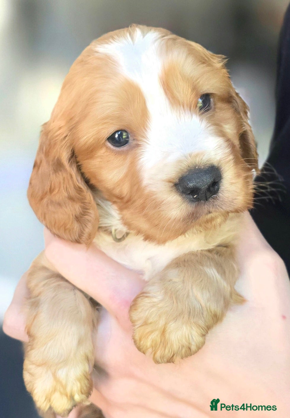 Cocker Spaniel dogs Beautiful Cocker Spaniel Puppies Ready 16th May - Advert 1