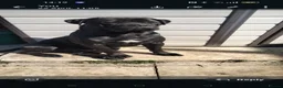 Cane Corso dogs for sale: Cane Corso puppies ready to leave now - Advert 14