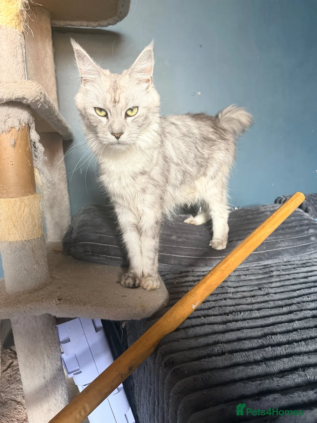 Maine Coon cats for sale: Last remaining girl  - Advert 2