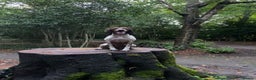 English Springer Spaniel dogs for sale: KC Registered English Springer Spaniel puppies - Advert 5