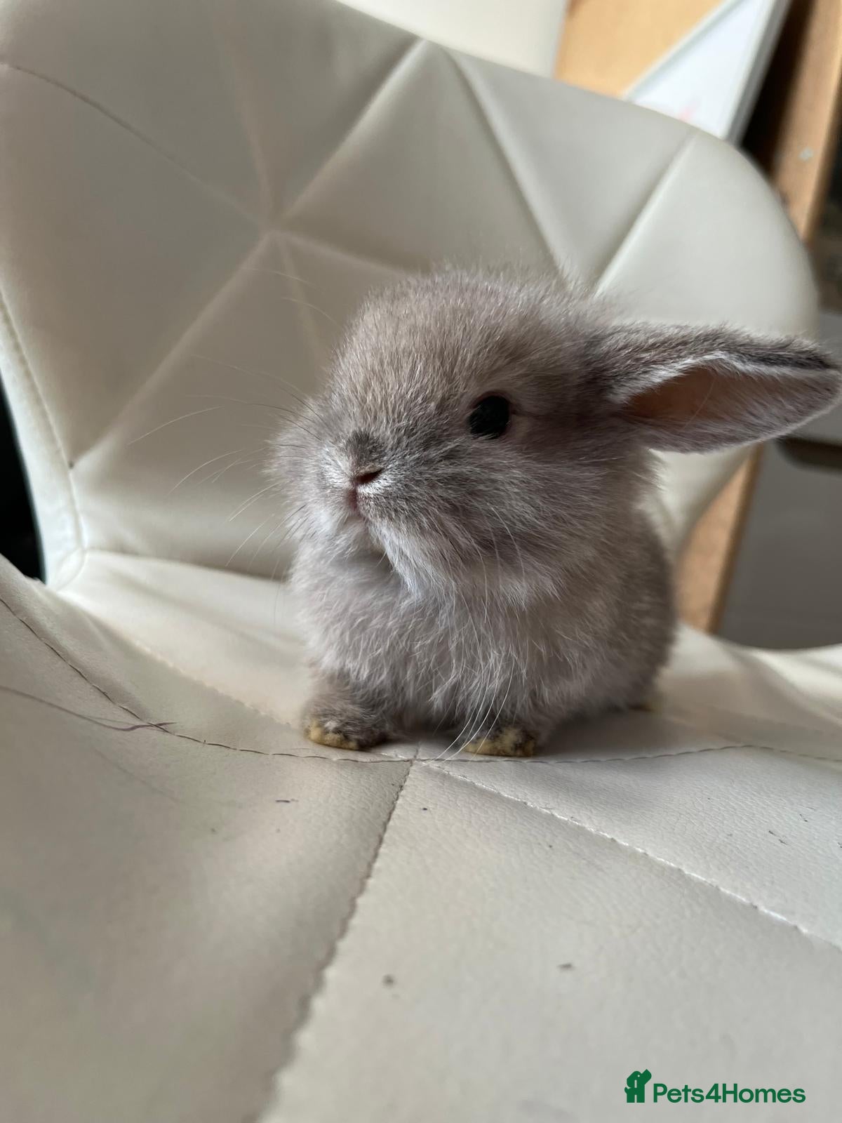Dwarf Lop rabbits 2 baby bunnies available as reservation dropped. - Advert 15