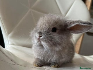 Dwarf Lop rabbits 2 baby bunnies available as reservation dropped. - Advert 15