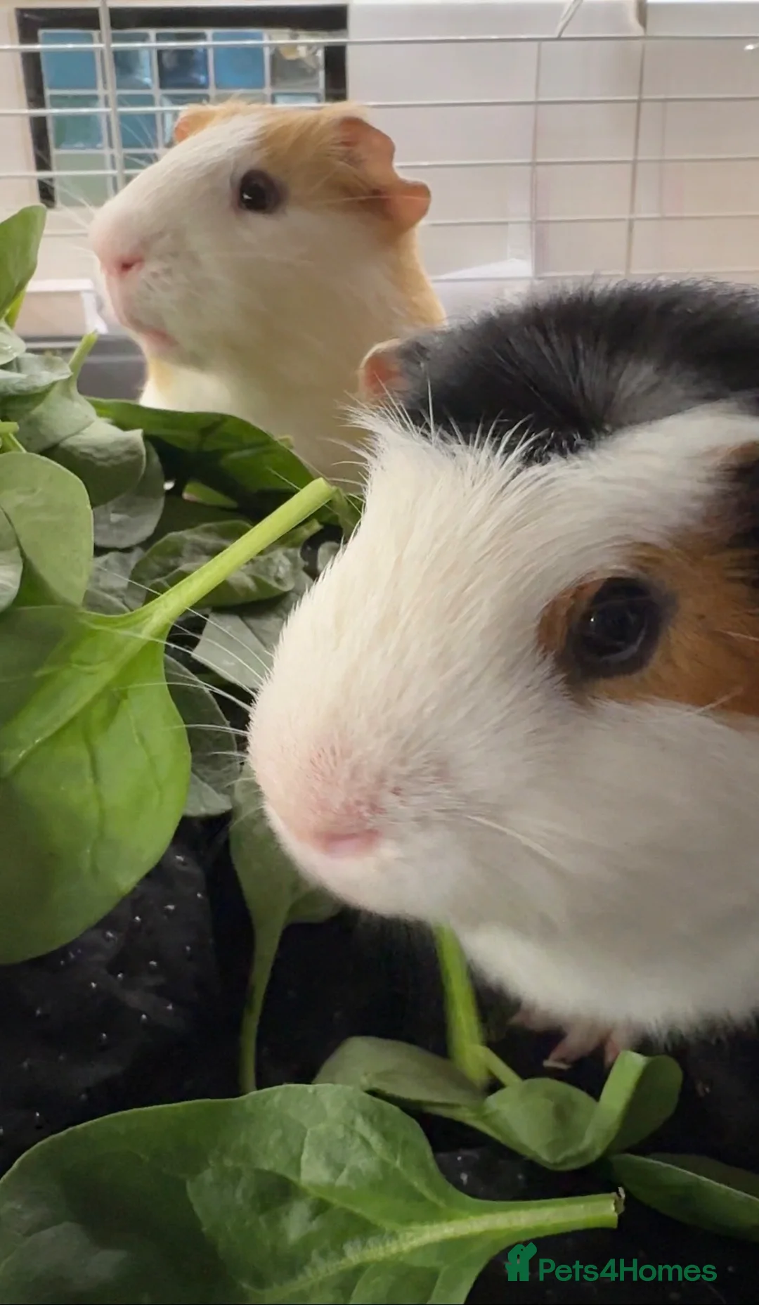 Guinea Pig rodents for sale: Two cute bonded male guinea pigs & complete set up in Canterbury - Advert 2