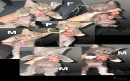 Mixed Breed cats for sale: 11 beautiful kittens - Image 6