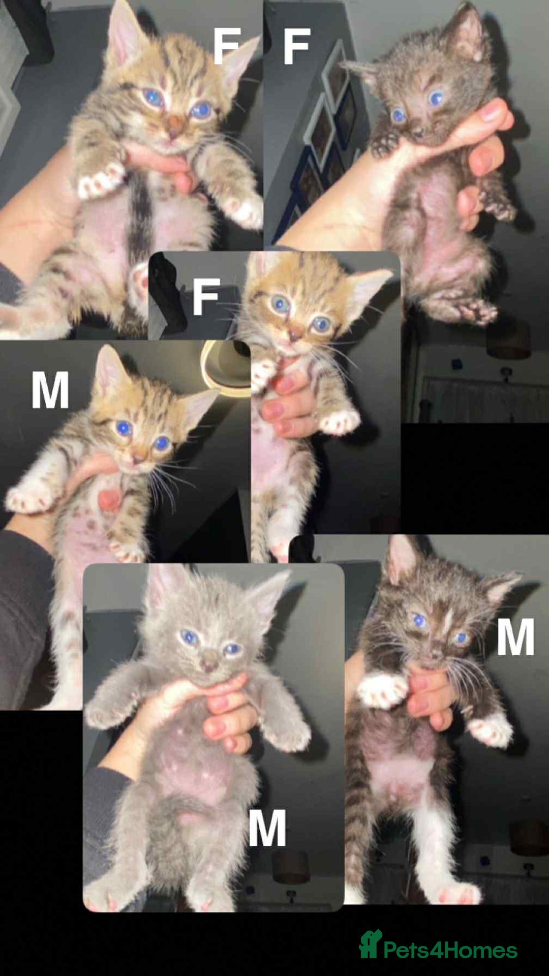 Mixed Breed cats for sale: 11 beautiful kittens - Image 6