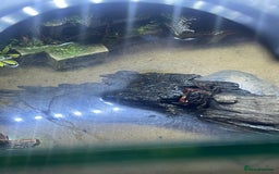 Bearded Dragon reptiles for sale: Red claw crab  - Image 2