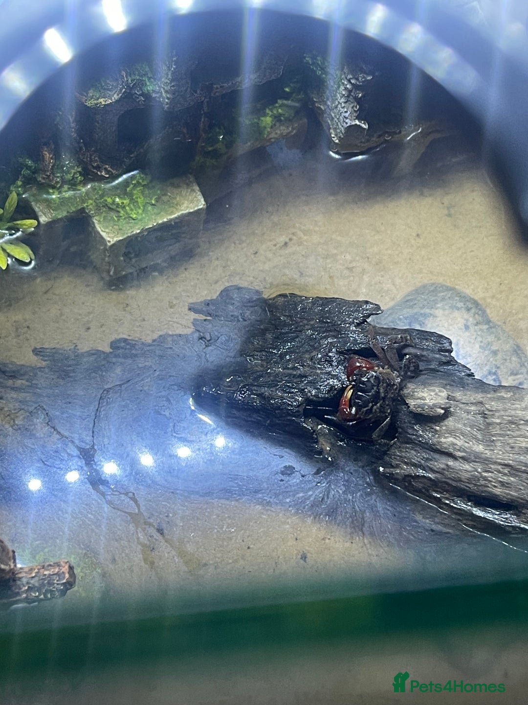 Bearded Dragon reptiles for sale: Red claw crab  - Image 2
