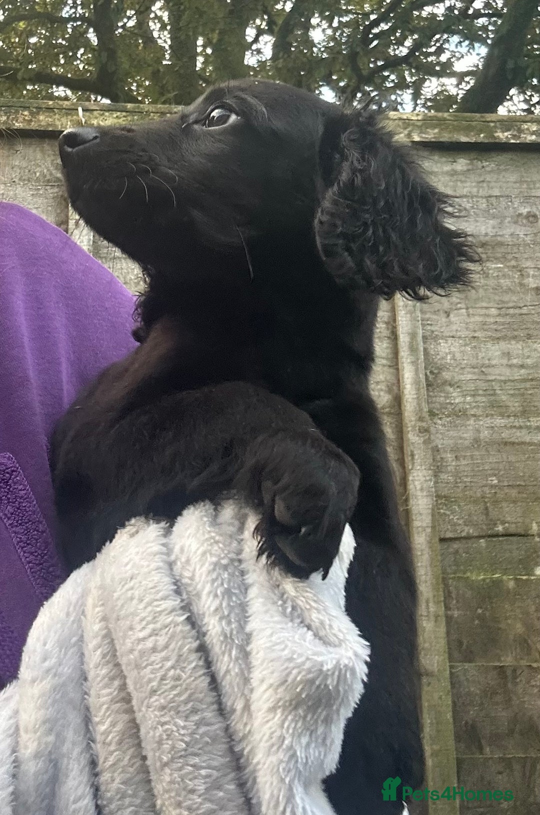 Cockapoo dogs for sale: F2B Cockapoo Puppies - Image 18