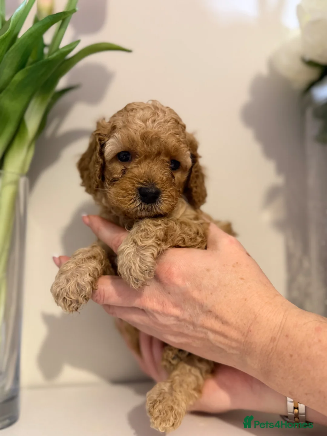 Cavapoo dogs for sale: Gorgeous f2b Cavapoo Puppies Ready to Leave - Advert 32