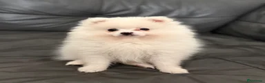 Pomeranian Puppy 1