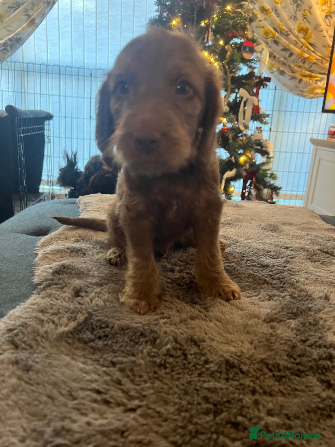 Cockapoo dogs for sale: Cockapoo puppies  - Advert 24