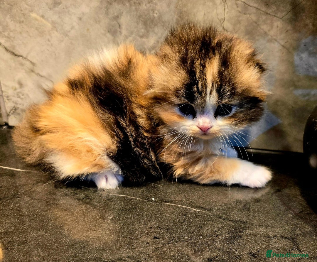Scottish Fold cats for sale: KITTEN IS RE-ADERTISED DUE TO CANCELLATION - Advert 11