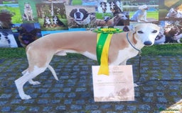 Whippet dogs for stud: KC Whippet for STUD - Image 1