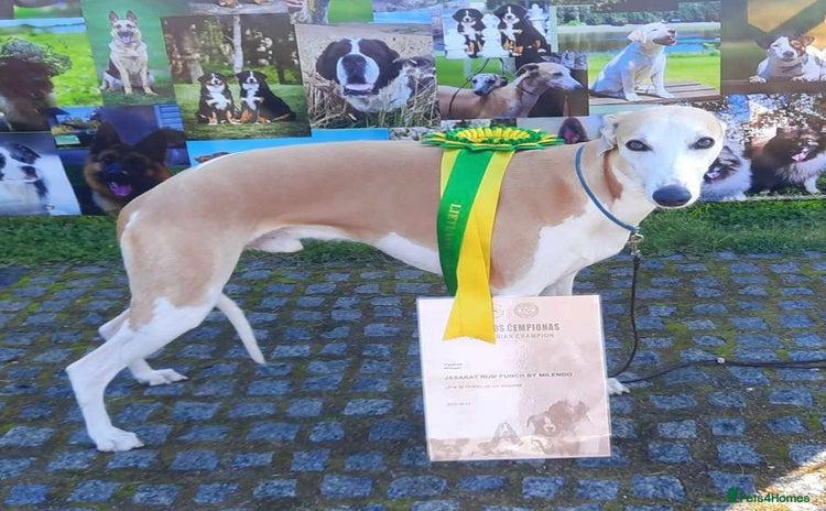 Whippet dogs - Advert 1