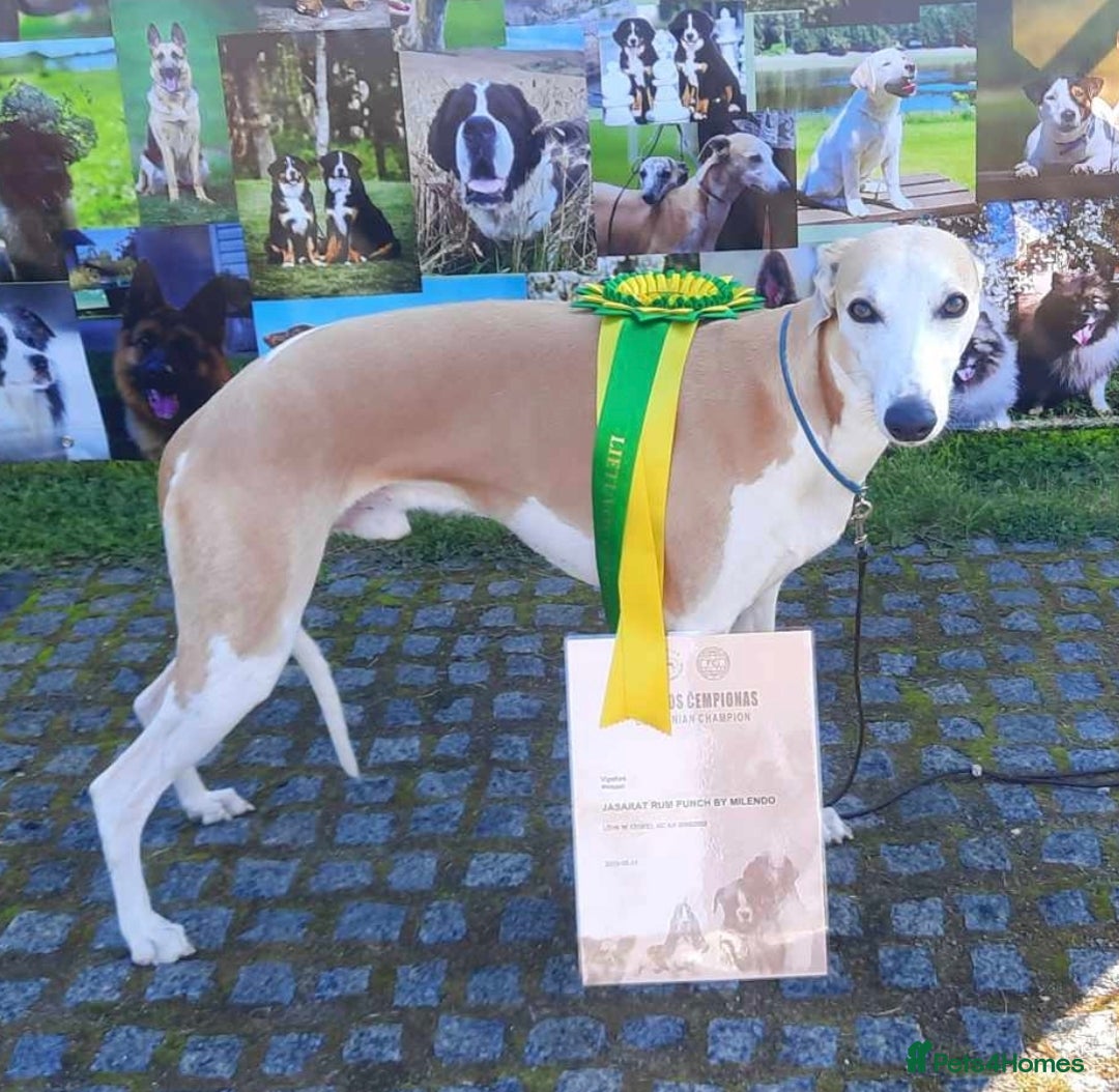 Whippet dogs for stud: KC Whippet for STUD - Image 1