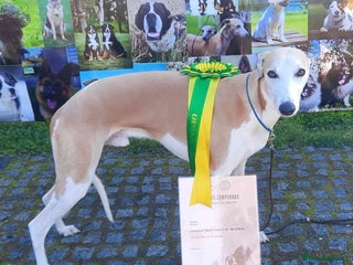 Whippet dogs KC Whippet for STUD - Advert 1