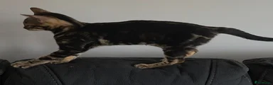 Bengal 3