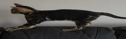 Bengal cats for sale: Outstanding Tica Show quality bengal kitten's - Advert 15