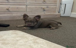 French Bulldog dogs for sale: Kc registered french bulldog pups fluffy Isabella  - Image 8