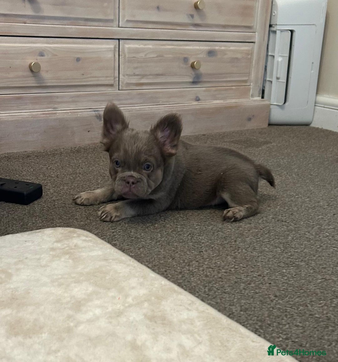 French Bulldog dogs for sale: Kc registered french bulldog pups fluffy Isabella  - Image 8