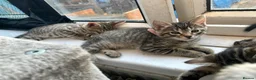 Bengal cats for sale: 1 girl Mix Bengal kitten left for sell - Advert 8