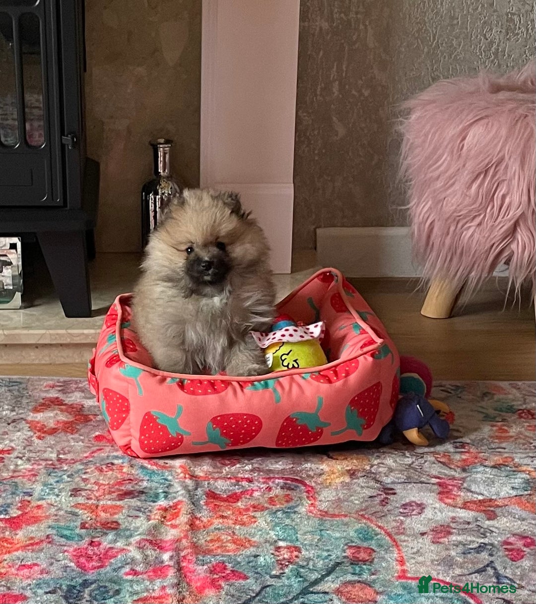 Pomeranian dogs for sale: 💕 Ready now! 1 KC Teddy Bear girl left 💕 - Advert 1