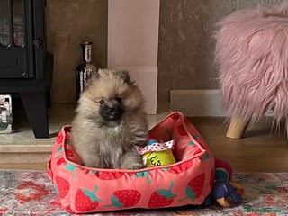 Pomeranian dogs 💕 Ready now! 1 KC Teddy Bear girl left 💕 - Advert 10