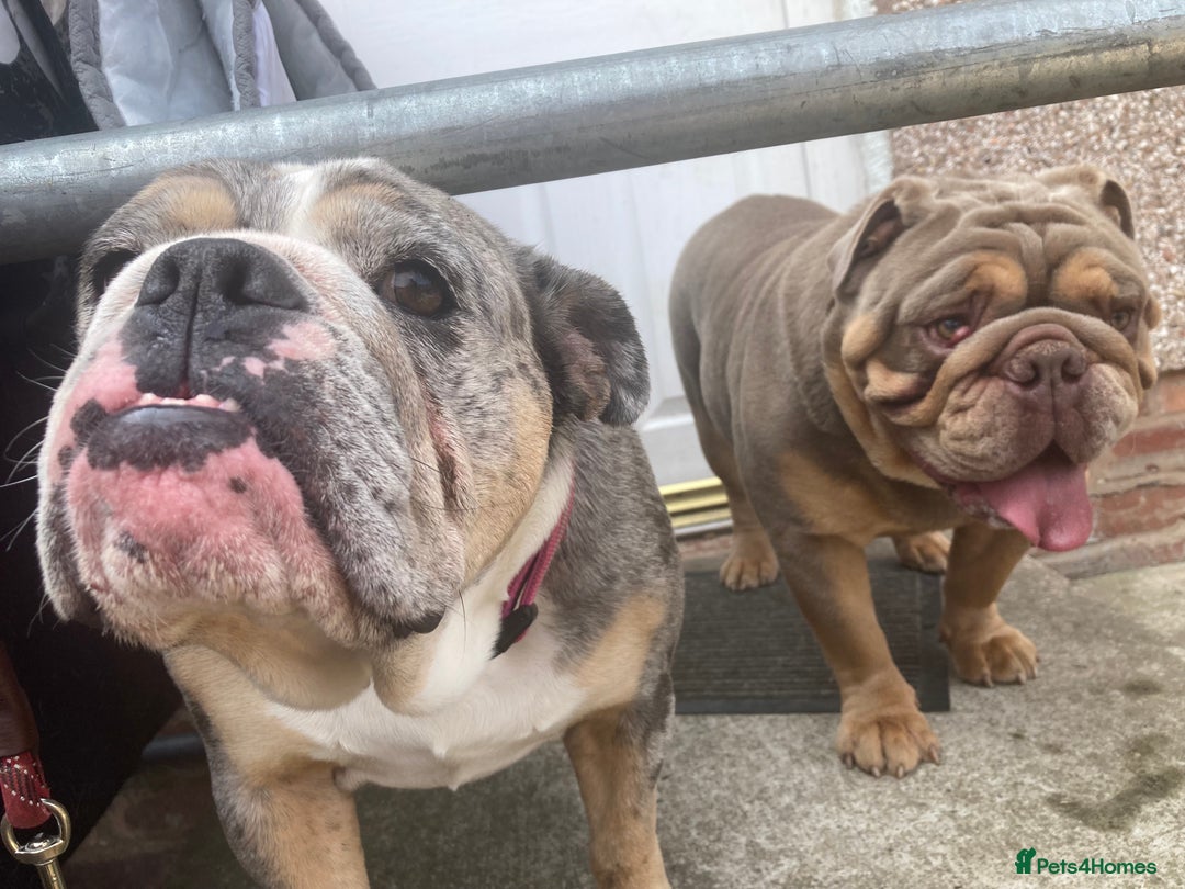 Old Tyme Bulldog dogs for sale: New English bulldogs available  - Image 11