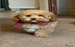 Cockapoo dogs for sale: Barnaby F1b Golden Cockapoo Boy - Ready Now  - Image 2